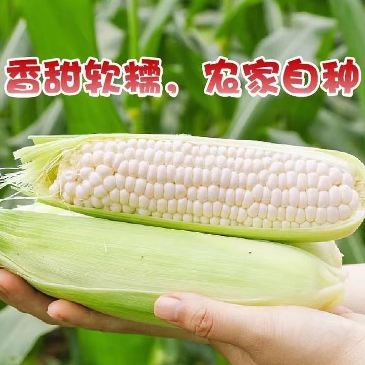 2025年五常粘苞米一箱8棒包邮绿色健康粗粮营养均衡玉米颗粒严选