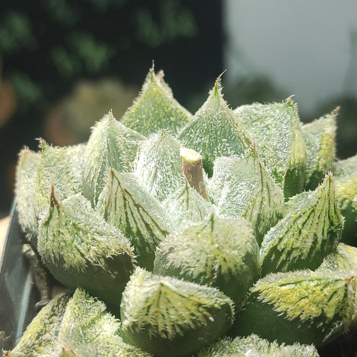 白狐狸(满20包邮)