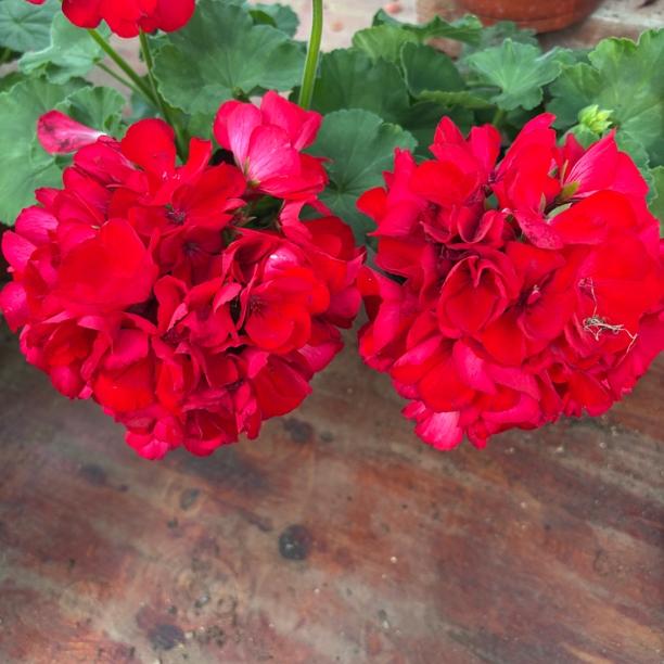 红丝绒 直立天竺葵 一颗包邮 拍三发四