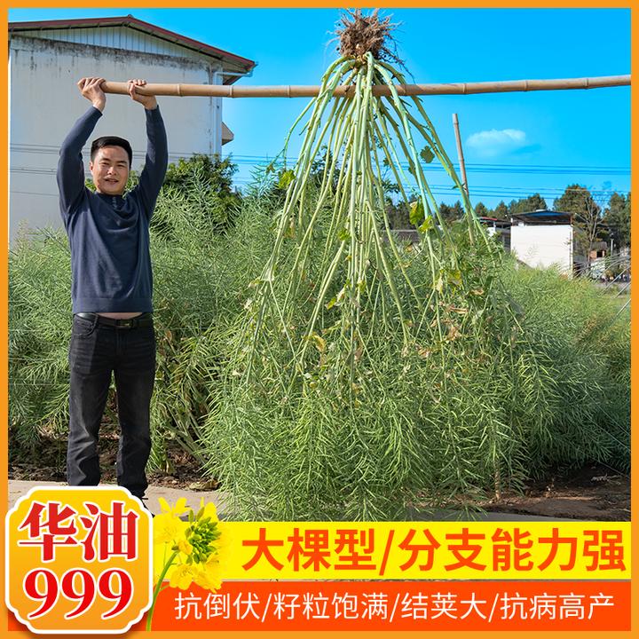 世纪星华油999油菜种籽抗病抗倒优质高产油菜种子高油铁杆油菜