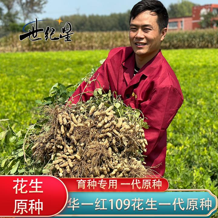 世纪星高产罗汉果花生种子高产抗病花生种子花生原种新升级增产