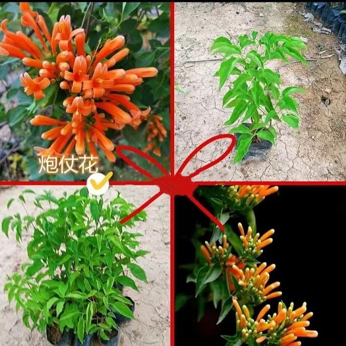 爬藤植物炮仗花苗攀爬植物鞭炮花垂钓绿植可爬阳台庭院围墙藤本花