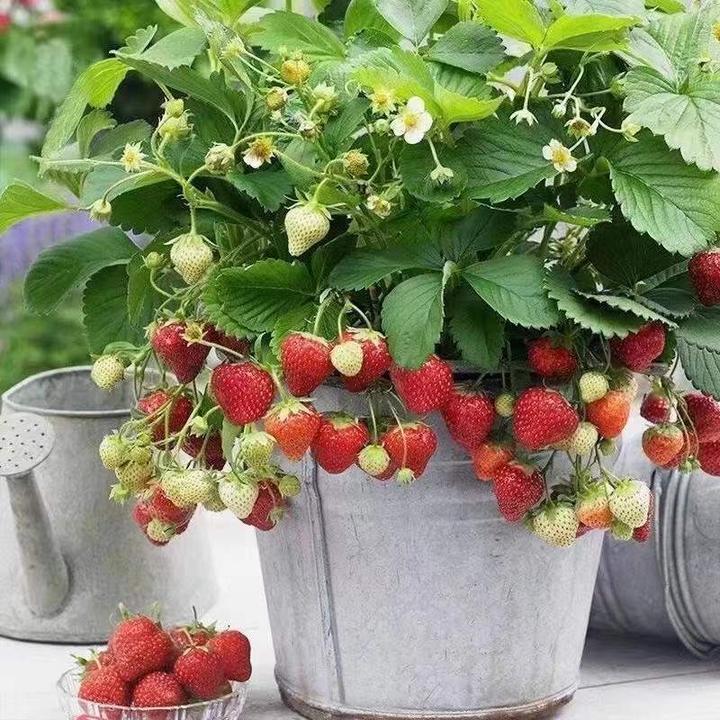 【带盆】草莓苗带四季奶油白草莓当年结果穴盘南北方阳台种植小盆栽