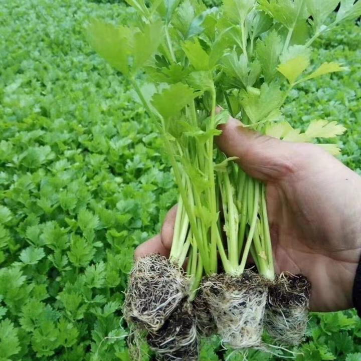 芹菜苗西芹皇后西芹苗穴盘苗发货