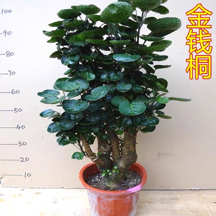 圆叶金钱兜福禄桐盆栽室内绿植客厅盆景金钱树钱多多四季常青花卉