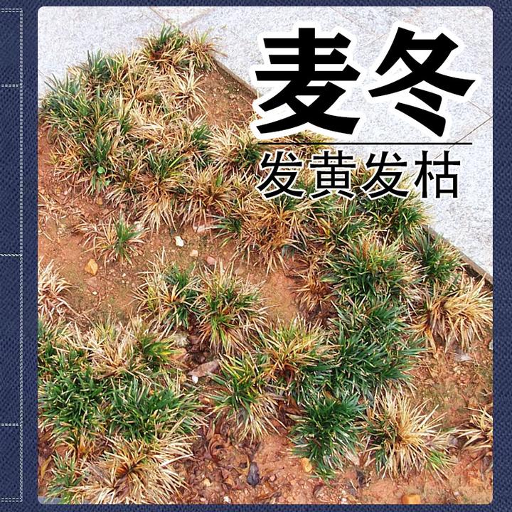 矮麦冬草坪茎基腐病烂脖子病植物茎腐病庭院花园麦冬烂茎叶子发枯