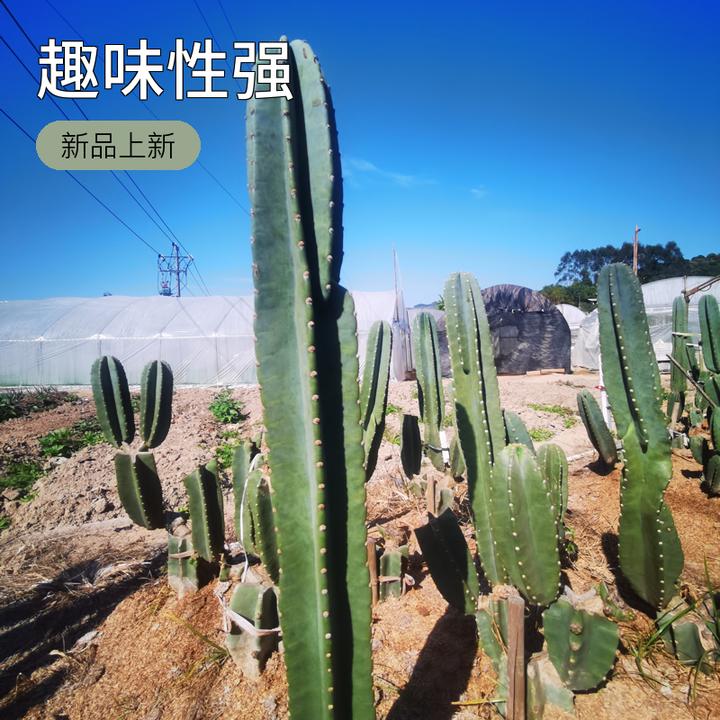 福利量天尺瑕疵嫁接专用仙人柱多肉仙人掌仙人球盆景懒人好养绿植