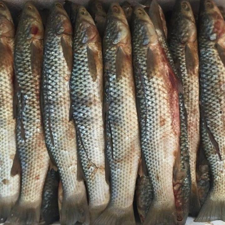 山东渤海湾特大咸梭鱼5斤装新鲜梭鱼腌制海鲜海产品食用美味包装