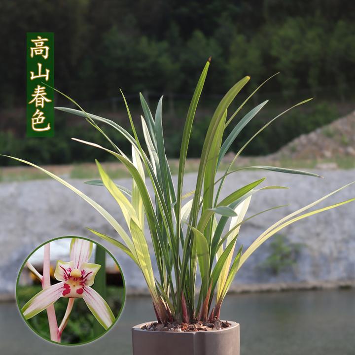 建兰 高山春色（7月—12月带花苞） 室内四季盆栽花卉