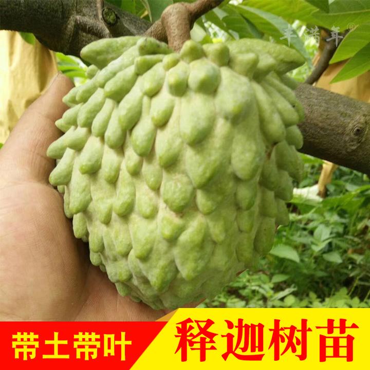 凤梨释迦果苗嫁接番荔枝摩尼果苗庭院果树苗木地栽盆栽当年结果