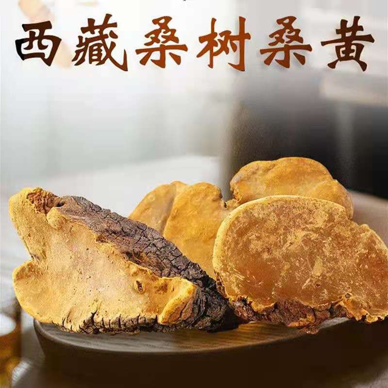 精选正宗野生大枝桑树桑黄林芝100-500克煮水泡酒桑黄干货非葛根