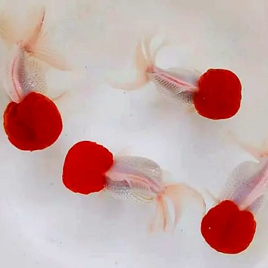 国狮鸿运当头丹顶红冷水淡水混养活体养鱼观赏鱼好养耐活广温鱼苗