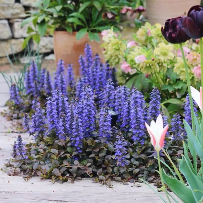 姬十二筋骨草盆栽 日本山野草 耐阴常绿多年生地被植物 耐热耐寒