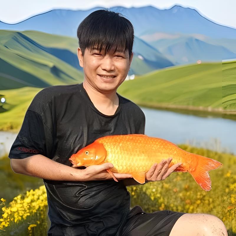 兴国红鲤鱼火鲤鱼金丝红鲤鱼