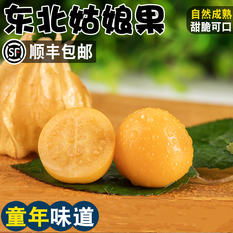 【顺丰】东北姑娘果新鲜大果特产水果灯笼果小金豆甜菇娘果