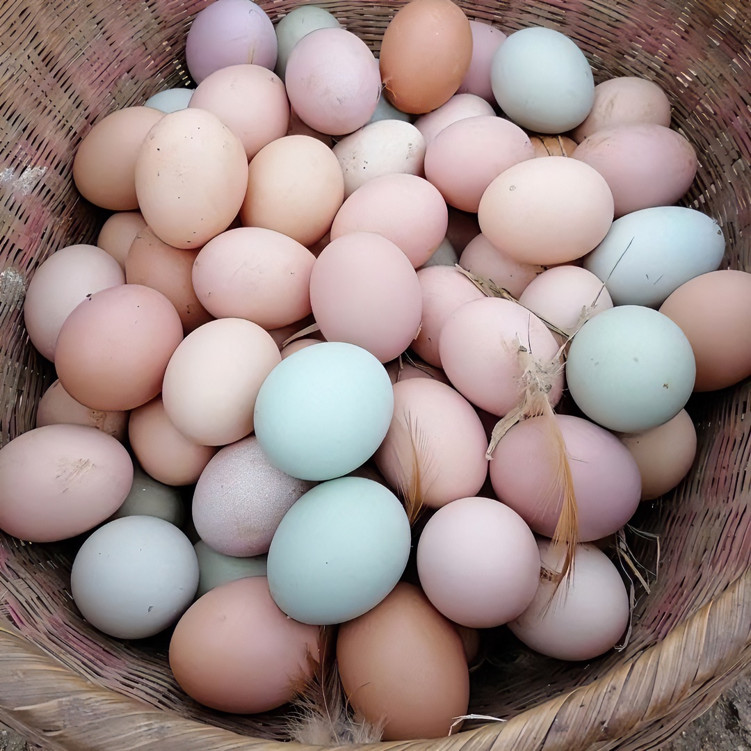山上散养土鸡蛋30枚/50枚顺丰包邮/吃青菜野草玉米稻谷昆虫新鲜蛋