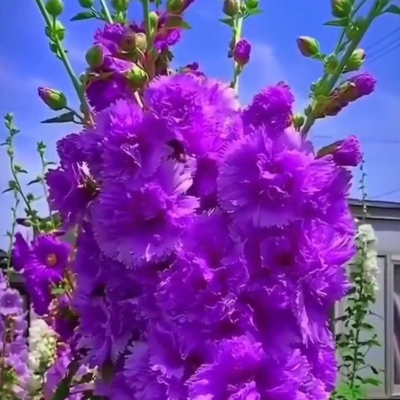 重瓣蜀葵花种子四季开花混色大花一丈红多年生庭院盆栽耐寒花草籽