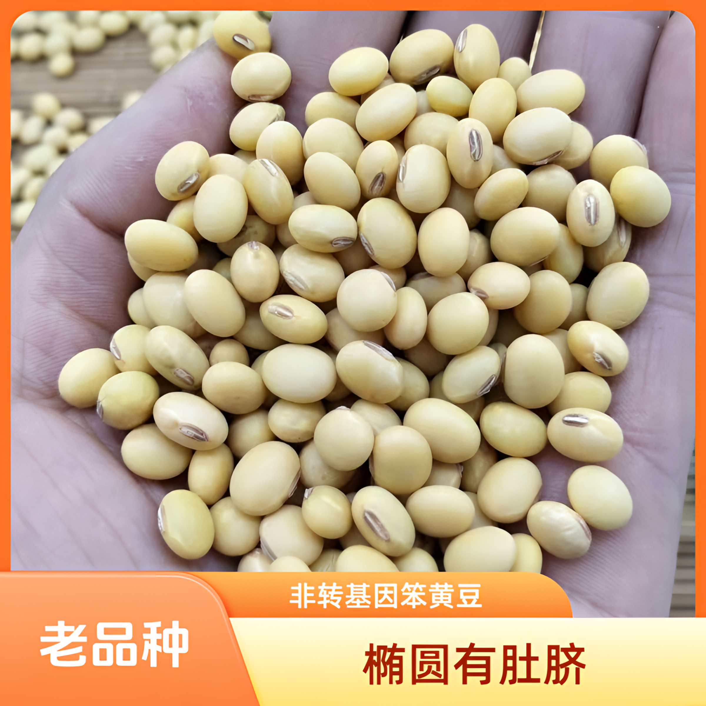 老品种笨黄豆非转基因湖北恩施土特产贵州农家自种椭圆大豆浆豆腐