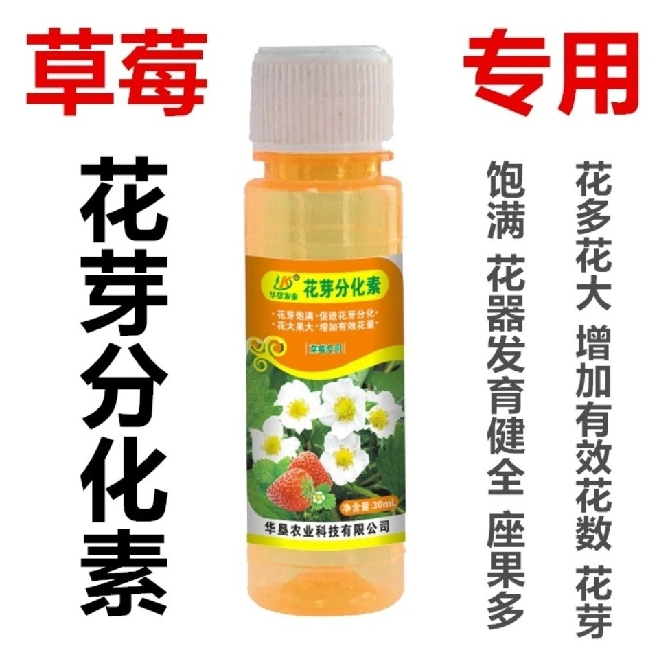 草莓专用花芽分化素花多花大增加有效花果大花芽饱满坐果多畸形少