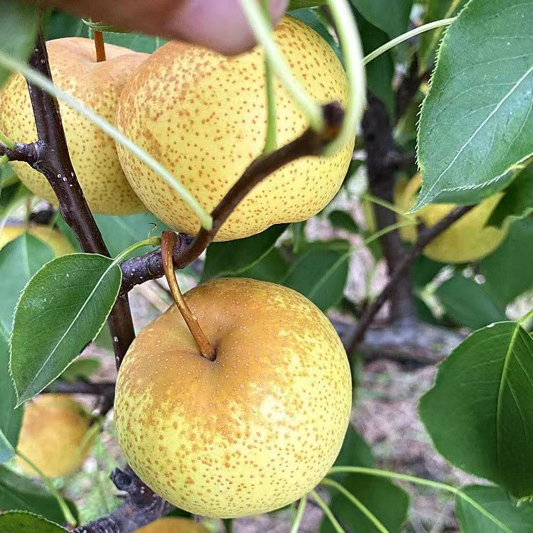 东北花盖梨 酸甜可口 三斤包邮顺丰