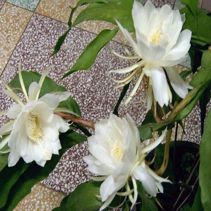 昙花苗盆栽阳台桌面高档琼花苗四季常青耐旱好养花卉昙花带根发货