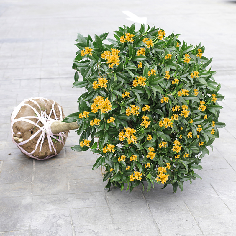 桂花树苗盆栽开花浓香型金桂沉香桂丹桂庭院花卉植物