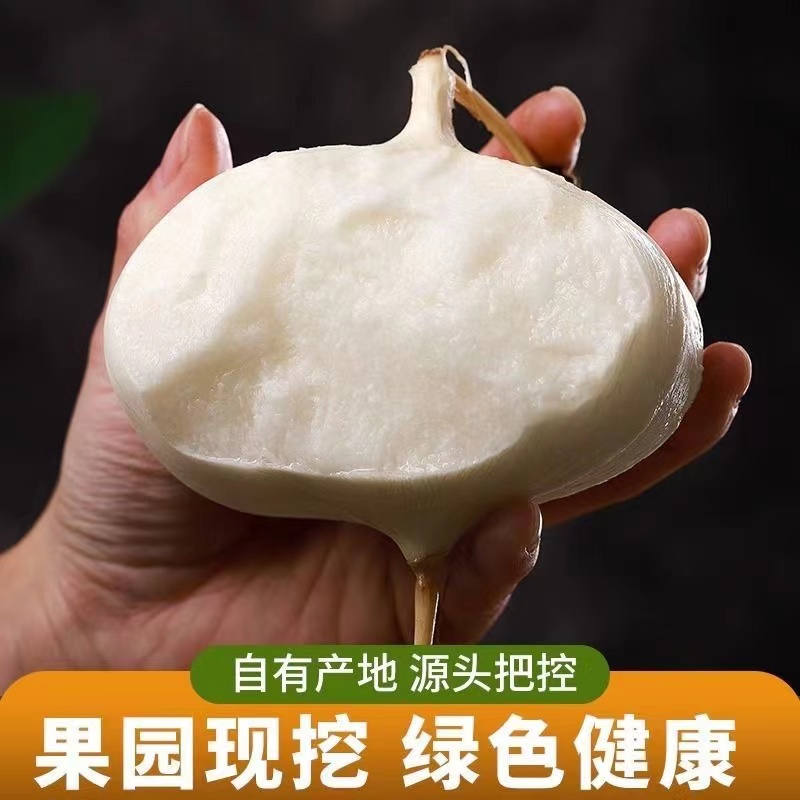 正宗贵州沙土地种植凉薯皮薄清甜采摘好吃现挖新鲜发货3/5/8斤