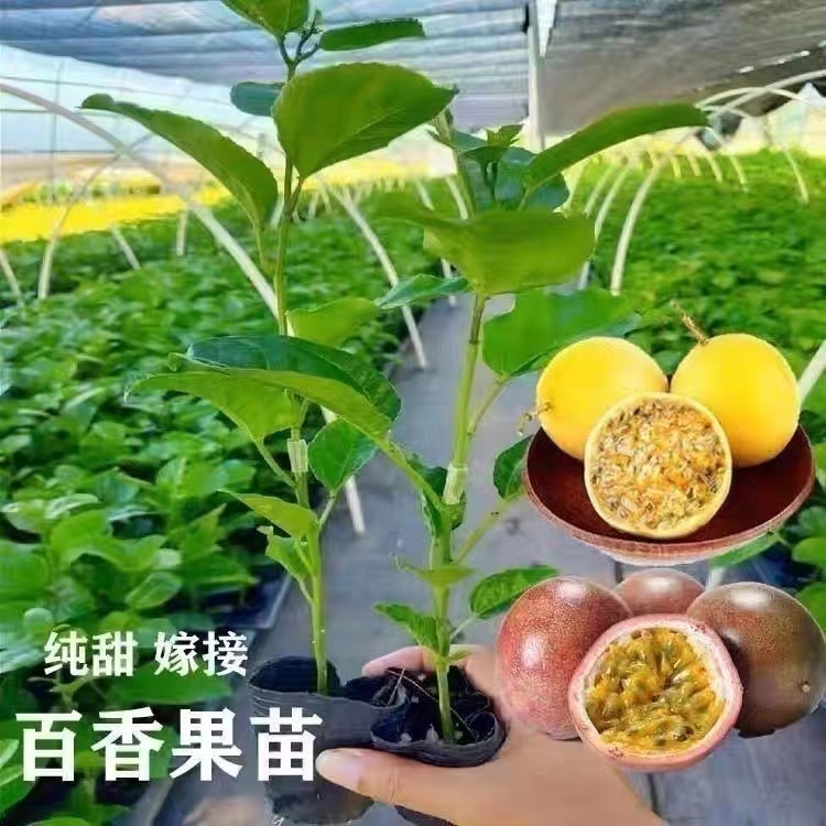 大果香蜜百香果,纯甜百香果,纯甜哥伦比亚热情果苗嫁接结果蜂蜜味