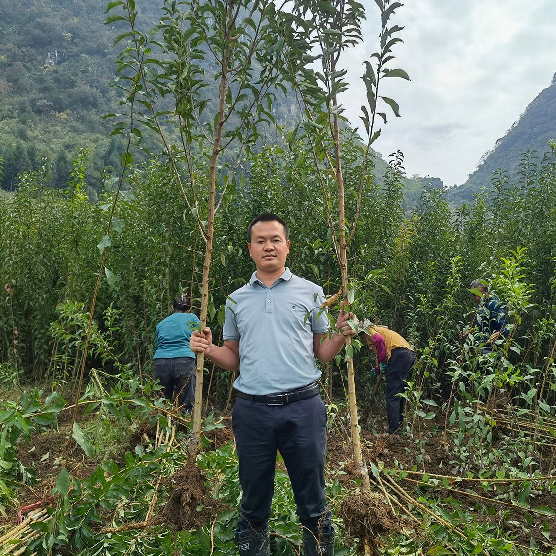 花园植物盆栽蜂糖果嫁接苗贵州原产地  包邮发货