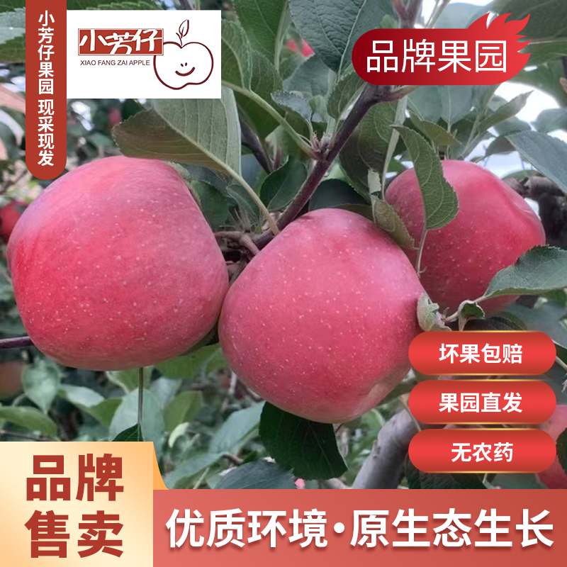 小芳仔云南昭通丑苹果现摘现发原生态
