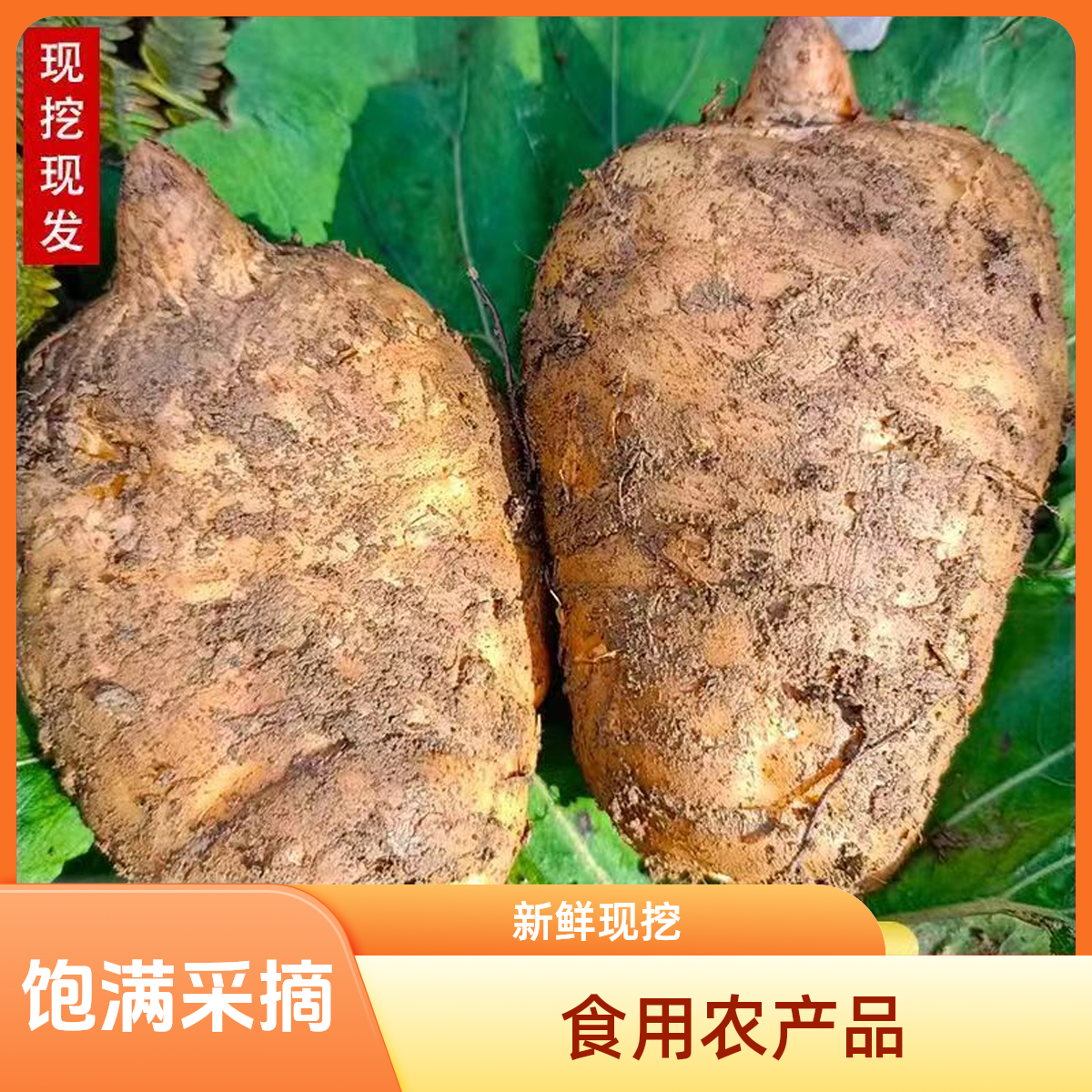 野天麻新鲜云南小草坝天麻深山天麻产地直销采摘天麻现挖现发健康