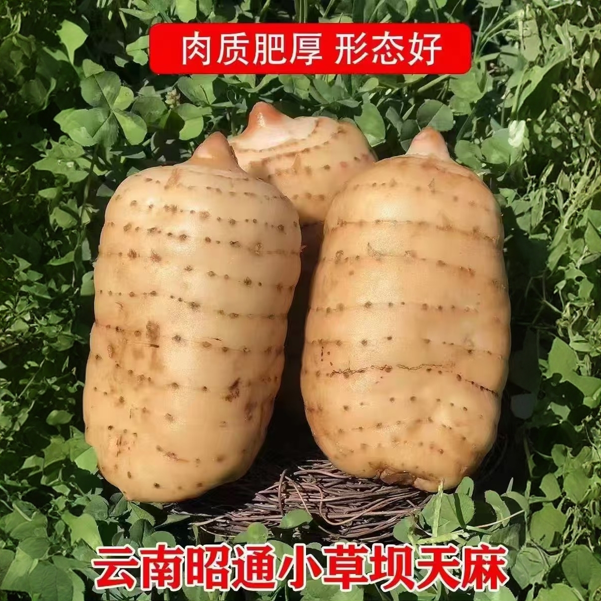 新鲜天麻云南昭通小草坝天麻高山三年老乌天麻1-5斤天麻产地直销