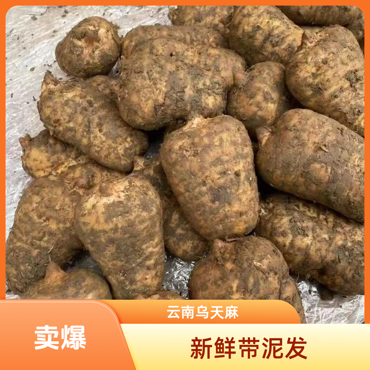 正宗云南昭通彜良小草坝新鲜乌天麻煲汤泡酒现挖现发带泥发新鲜