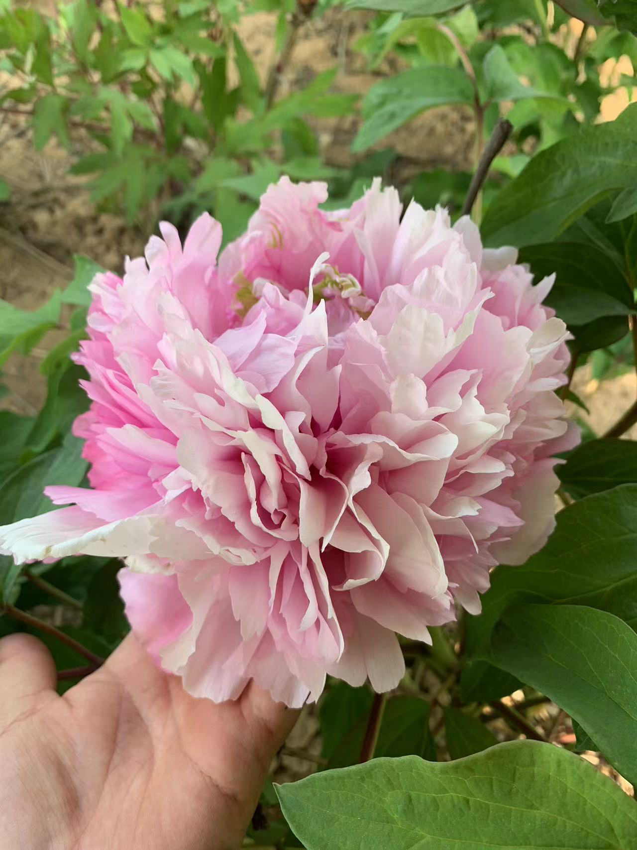 粉玉楼粉色晚期大花重瓣观赏牡丹大苗树苗庭院盆栽菏泽基地直发