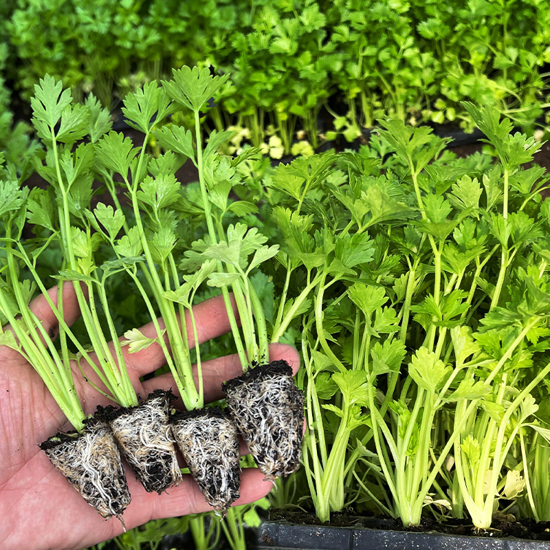 四季小香芹苗红芹苗西芹菜苗优质芹菜苗四季阳台盆栽蔬菜种苗