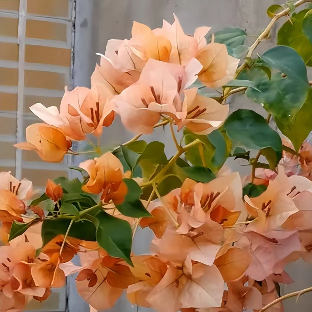 【三角梅】一物一拍专属链接，运输途中会掉花掉叶，介意勿拍