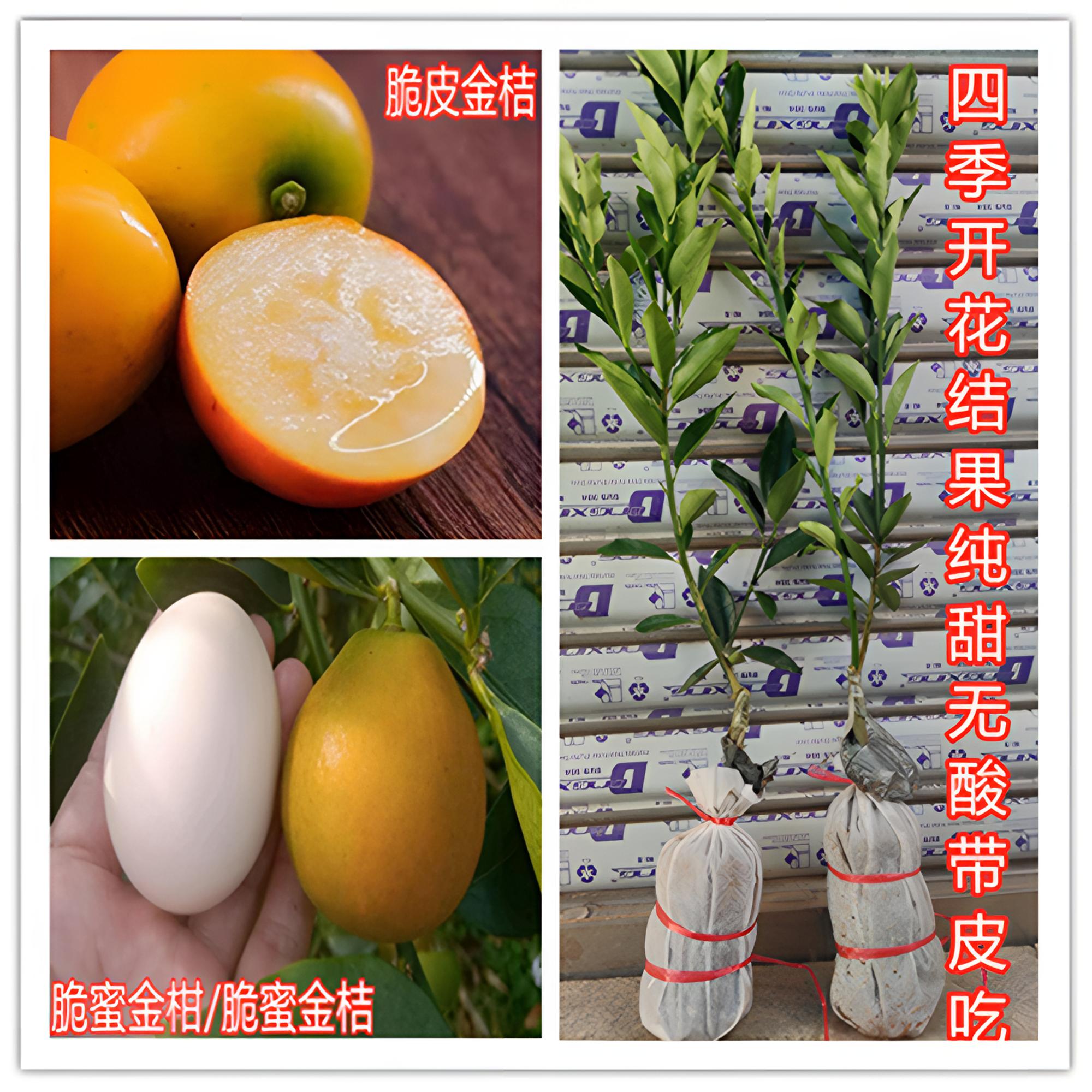 金桔苗 脆蜜金柑 脆皮金桔 甜桔嫁接苗果树苗 四季开花结果