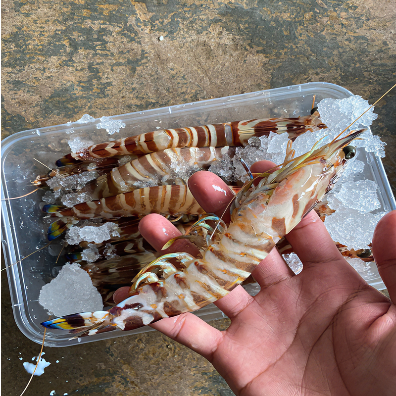 北海大花虾鲜活竹节虾海虾新鲜超大九节虾特大斑节虾虎虾海鲜水产