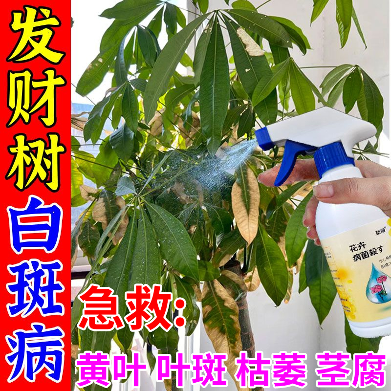 发财树白斑病专用营养液叶斑黑斑白粉枯萎炭疽多菌灵直喷肥除菌剂