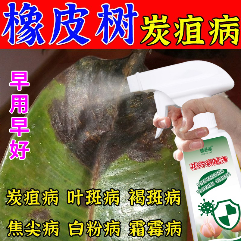 橡皮树炭疽病多菌灵专用肥料防叶子锈斑免稀释营养液促生长叶面肥
