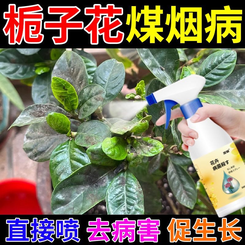 栀子花烟煤病专用除菌剂焦尖白粉炭疽黑斑腐烂烂根急救直喷营养液