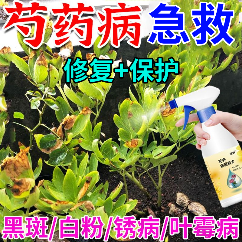芍药花病害营养液专用急救黄叶黑斑掉叶白粉炭疽烂根锈病除菌抗病