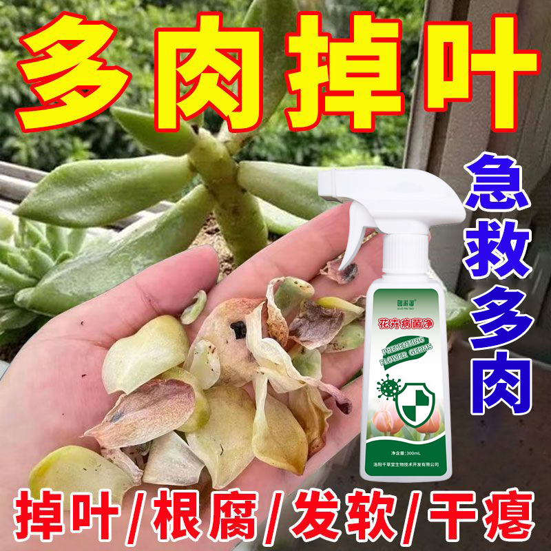 多肉掉叶烂根黑腐专用营养液白粉病炭疽病叶子发黄掉叶急救专用肥