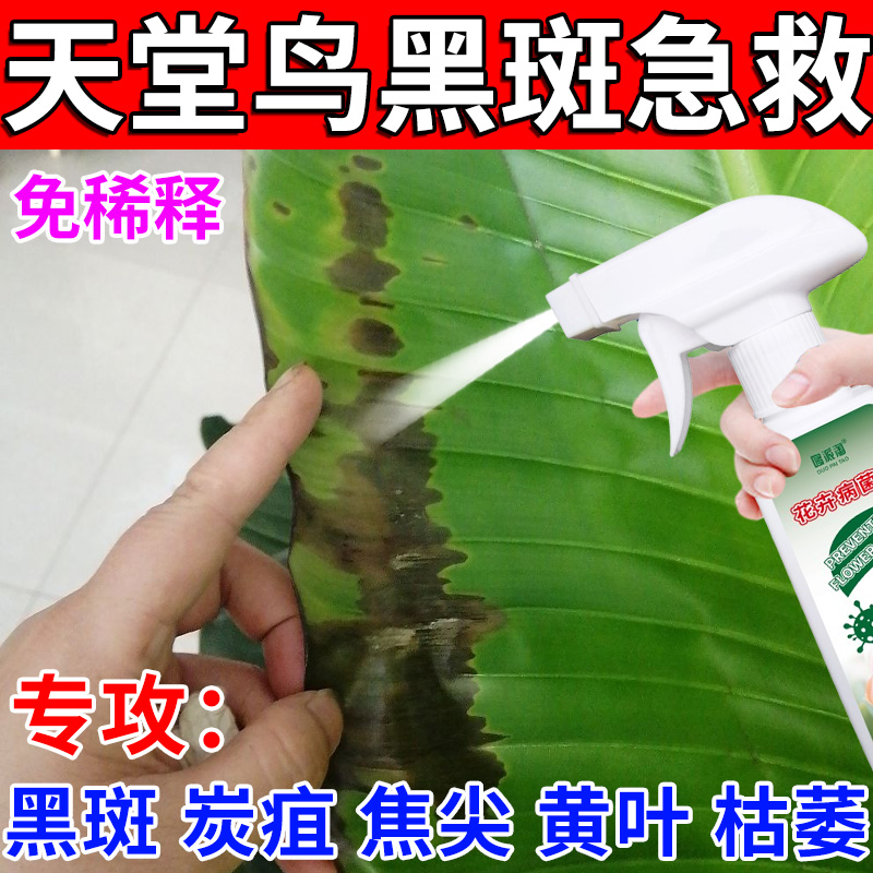 天堂鸟黑斑病专用营养液炭疽病叶斑病枯萎病叶面防开裂叶焦枯肥料