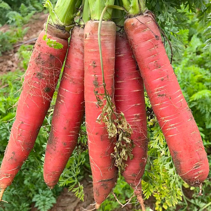陕西水果红萝卜5/9斤新鲜现挖生吃红萝卜脆甜