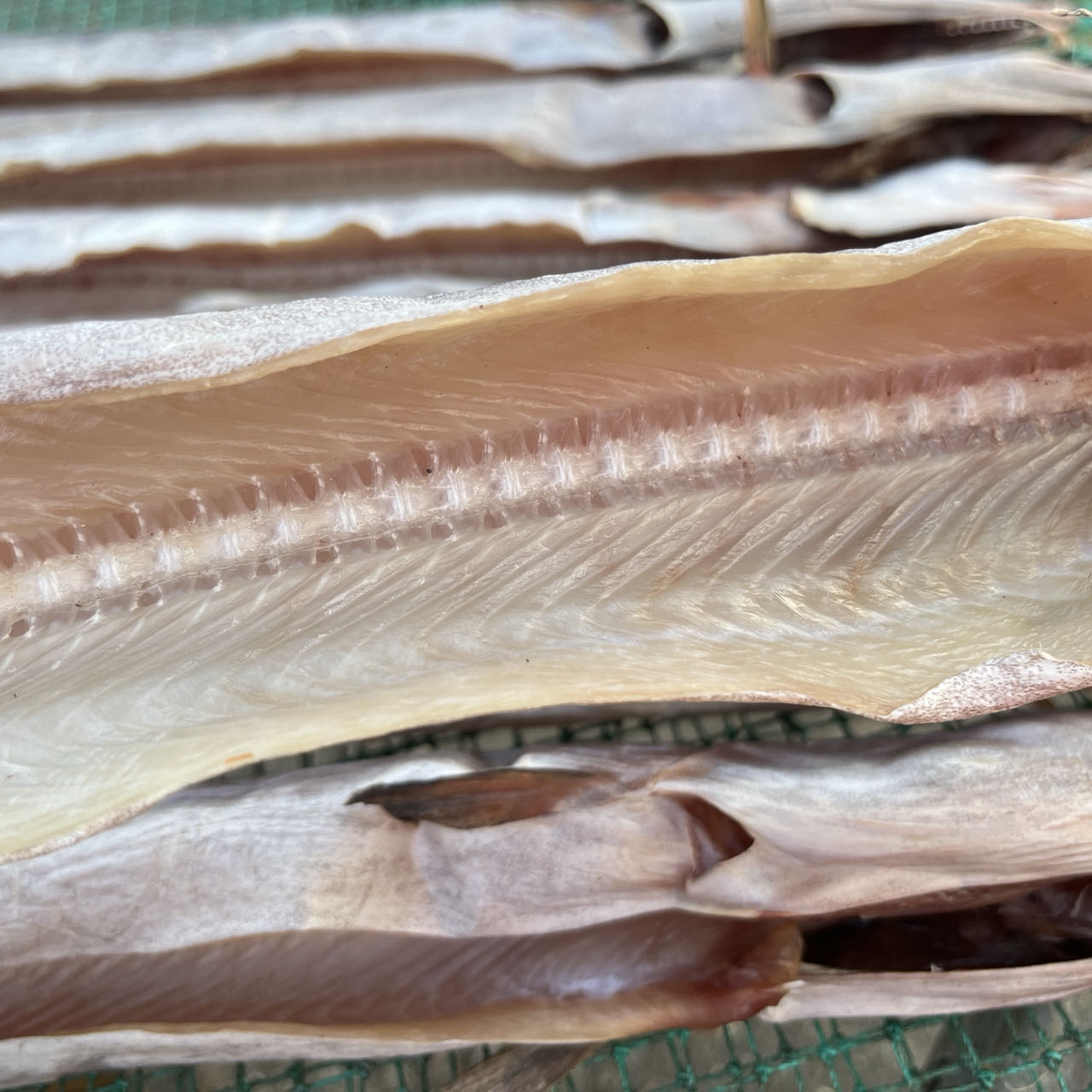 舟山风鳗筒风鳗鱼微咸海鲜干货 6-7成干（1.2-1.4斤/条3条）