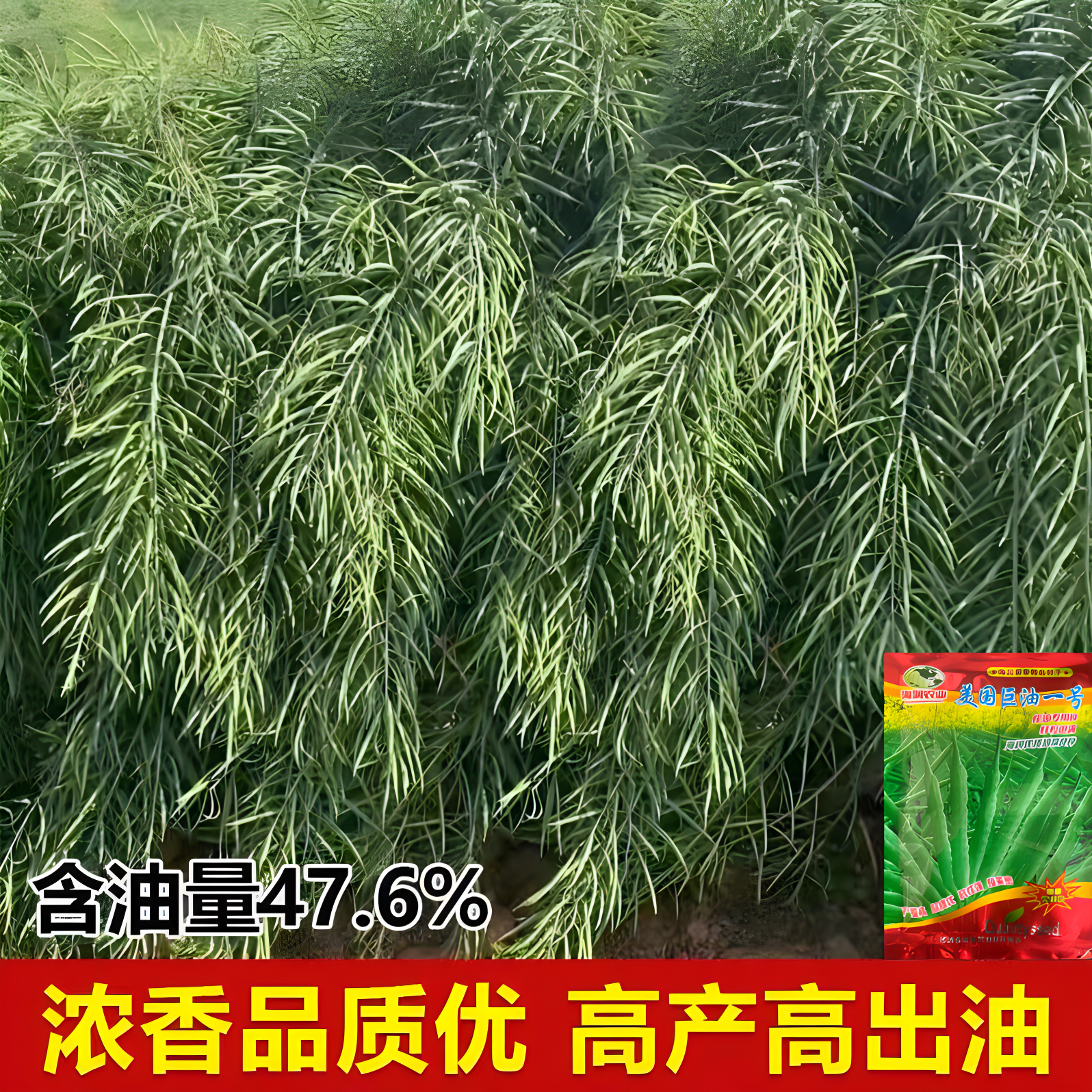 新品种矮杆耐寒抗倒伏油菜种子早熟高产黑子高出油菜油菜籽榨油用