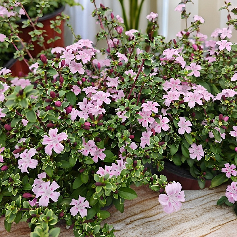 六月雪盆栽粉色木本花卉植物盆景阳台四季好养