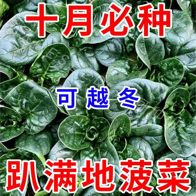 趴地菠菜种子黑园叶菠菜种籽生长速度快耐寒高产越冬蔬菜种子大全