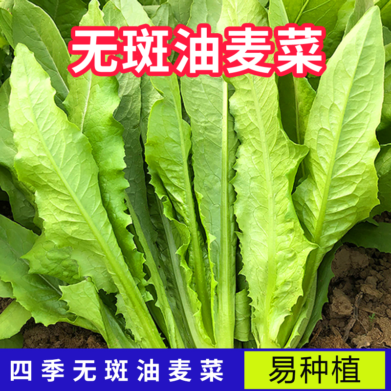 甜脆油麦菜神清香无斑不苦油青菜可生吃筱麦菜四季农家自种蔬菜子